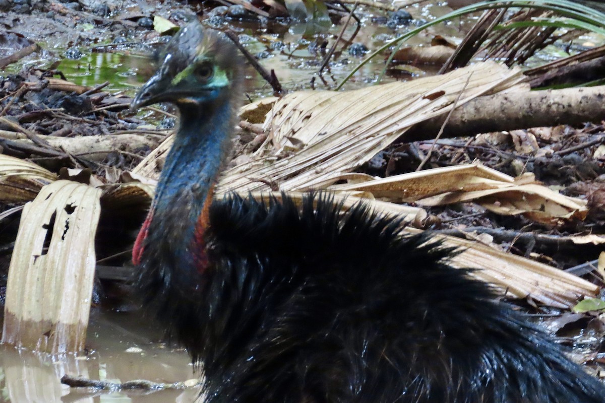 Southern Cassowary - ML623099732