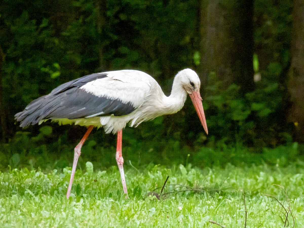 White Stork - ML623099734