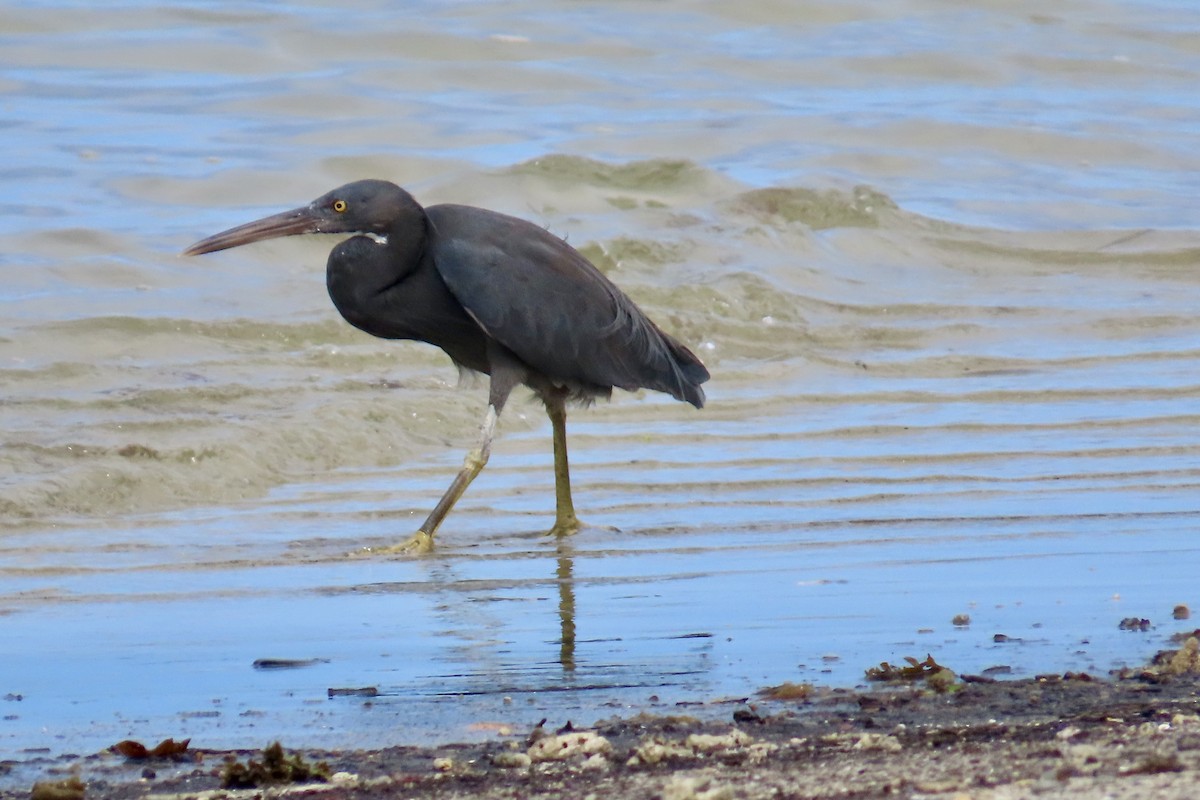 Pacific Reef-Heron - ML623099736