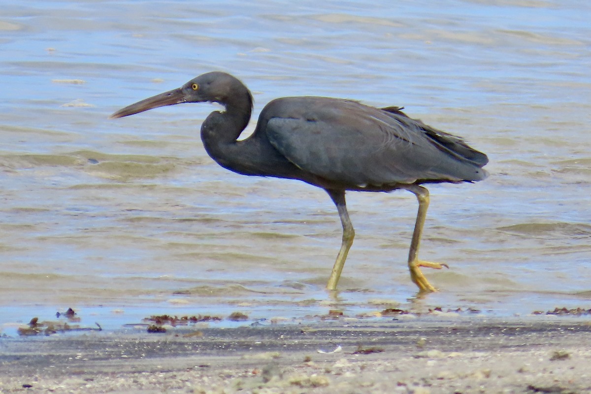 Pacific Reef-Heron - ML623099737