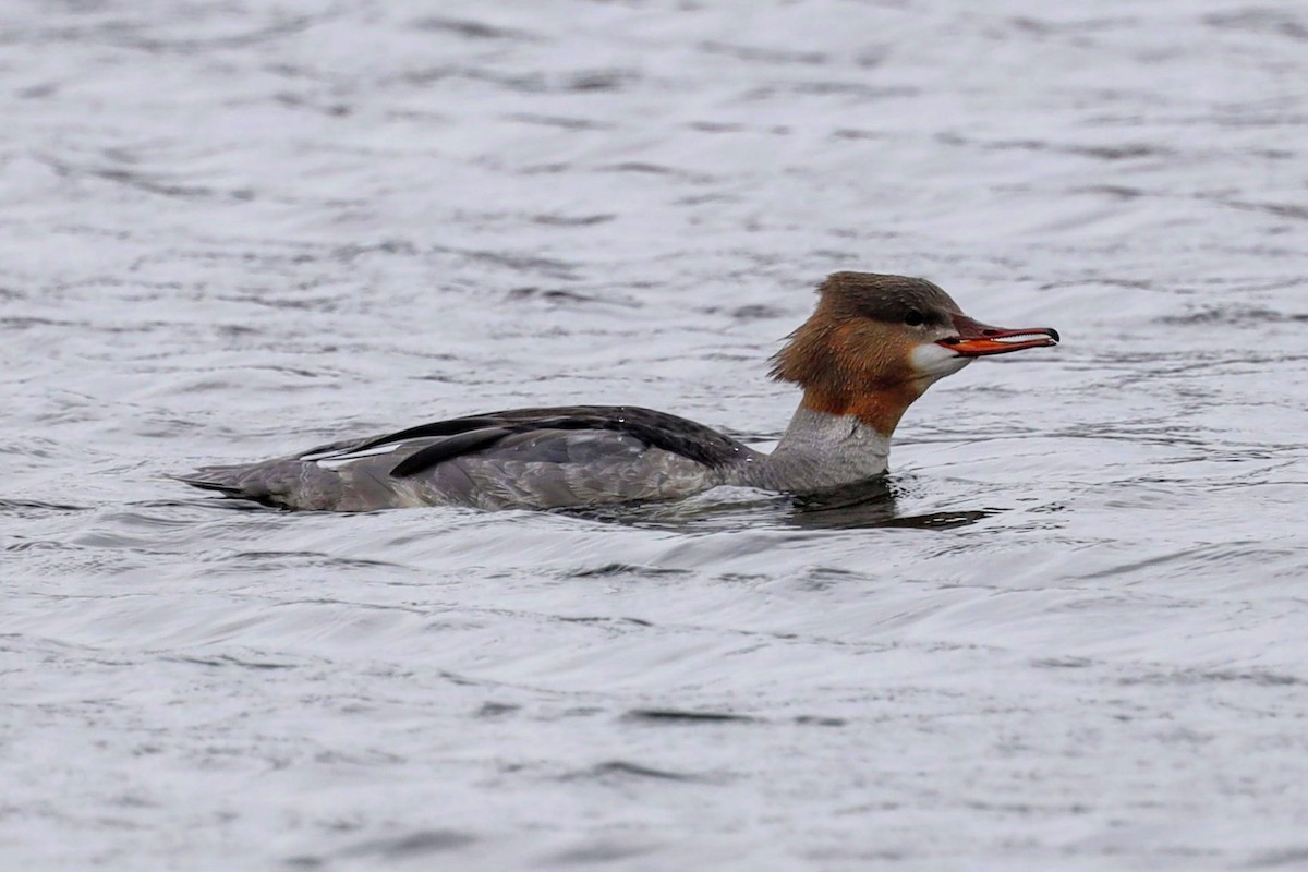 Common Merganser - ML623099741