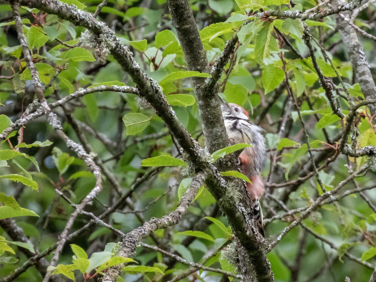 Middle Spotted Woodpecker - ML623099750