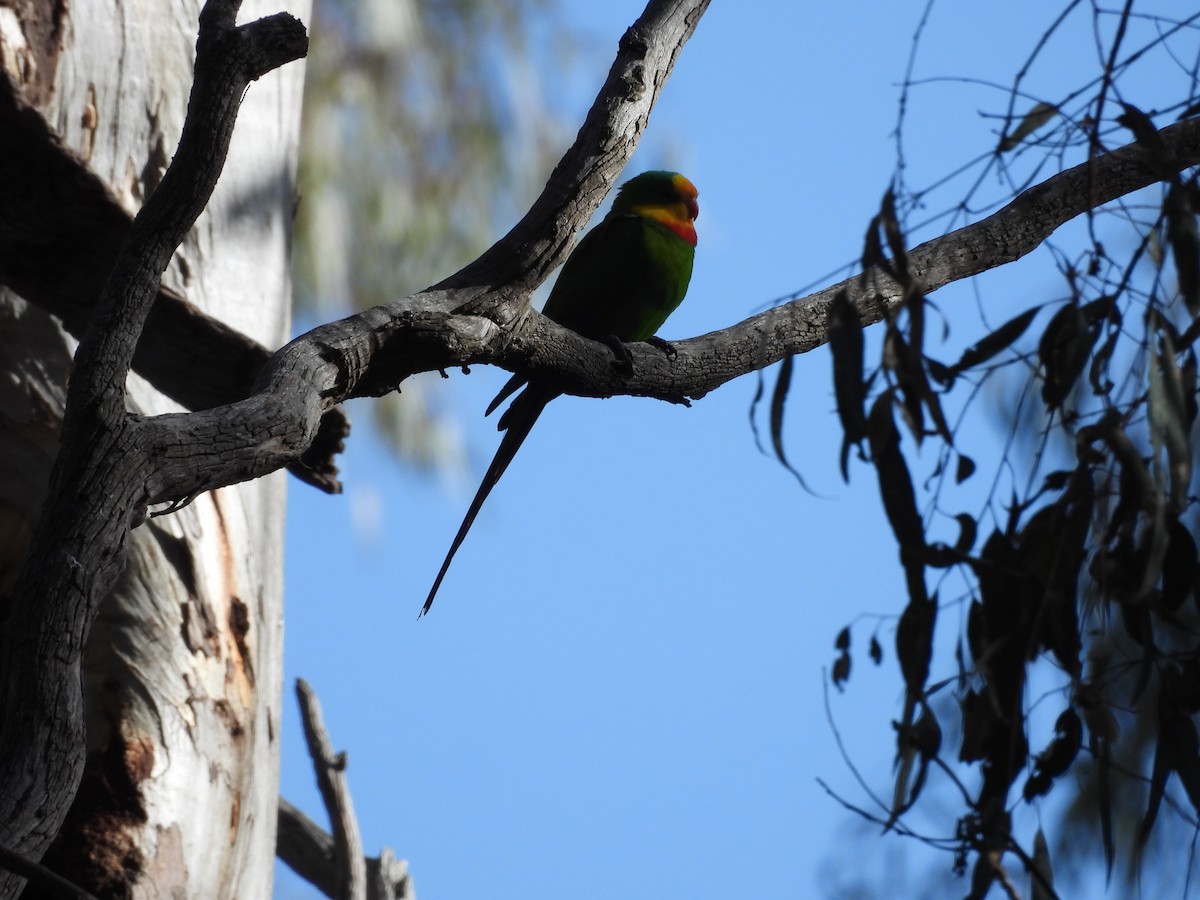 Superb Parrot - ML623099852