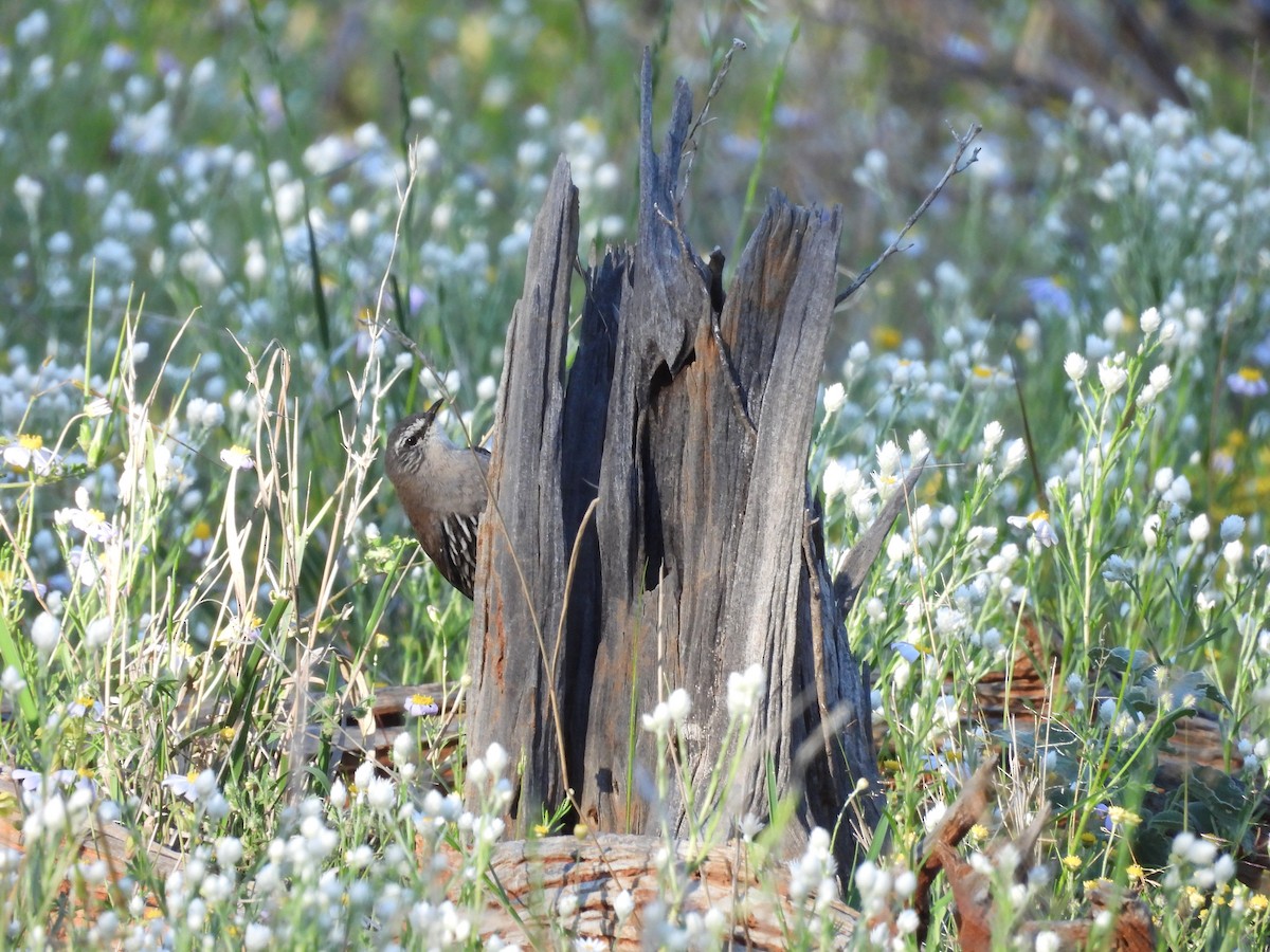 White-browed Treecreeper - ML623099869