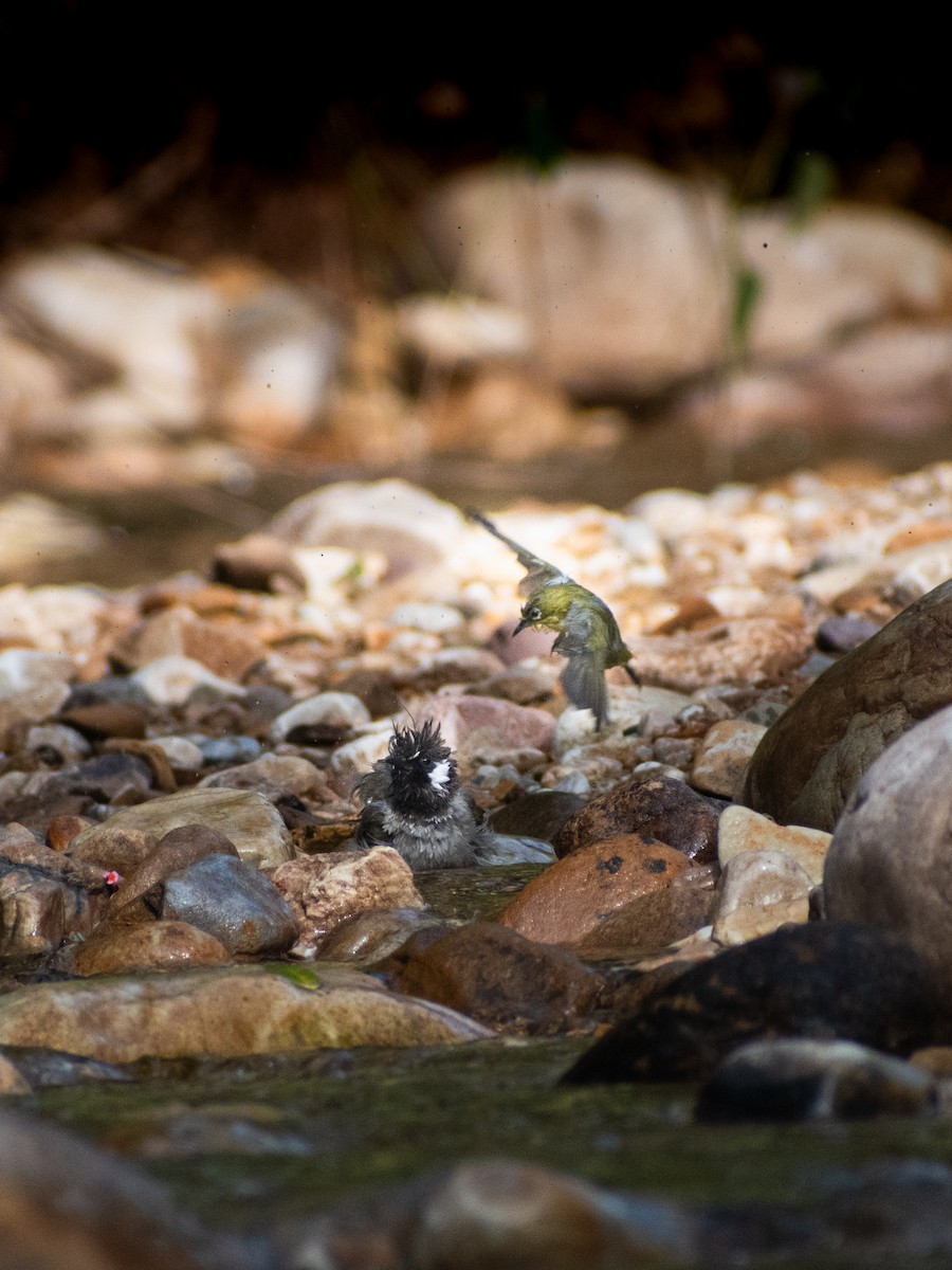 Himalayan Bulbul - ML623099899