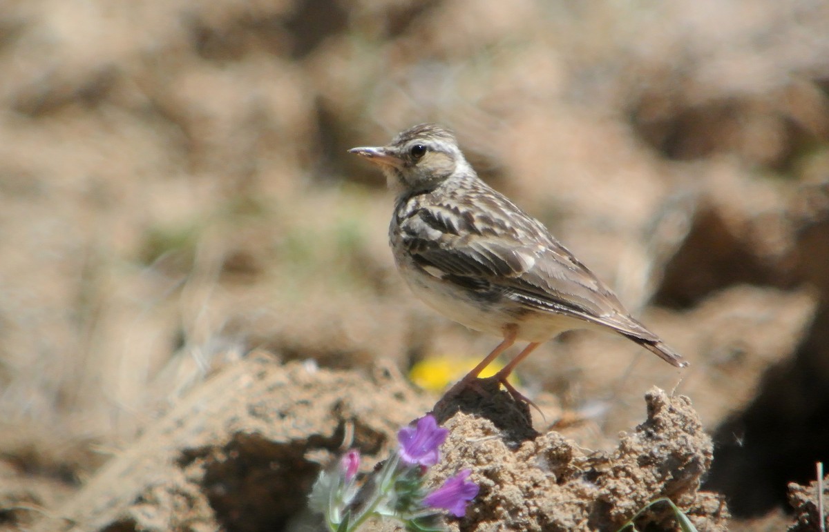 Wood Lark - ML623099904