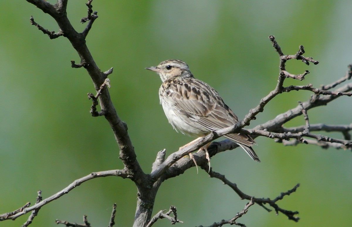 Wood Lark - ML623099905