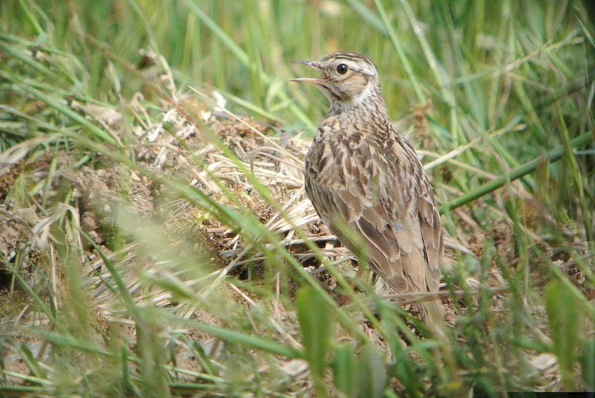 Wood Lark - ML623099906