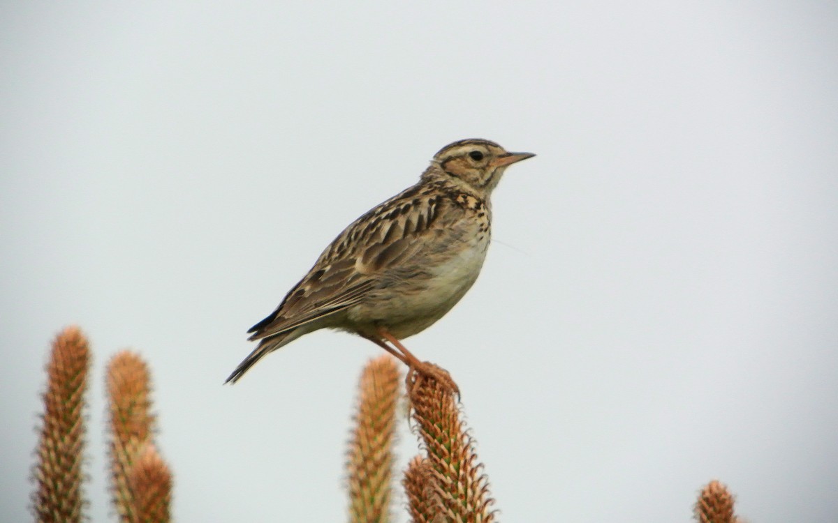 Wood Lark - ML623099907