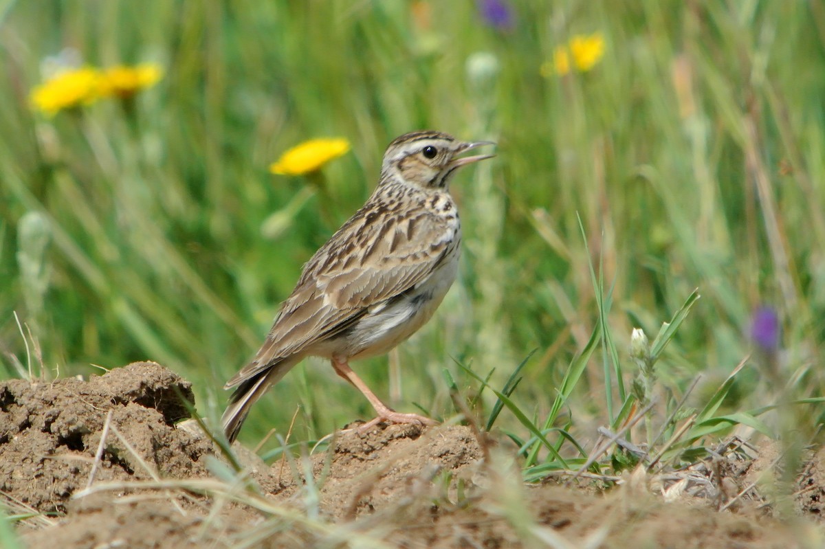 Wood Lark - ML623099908
