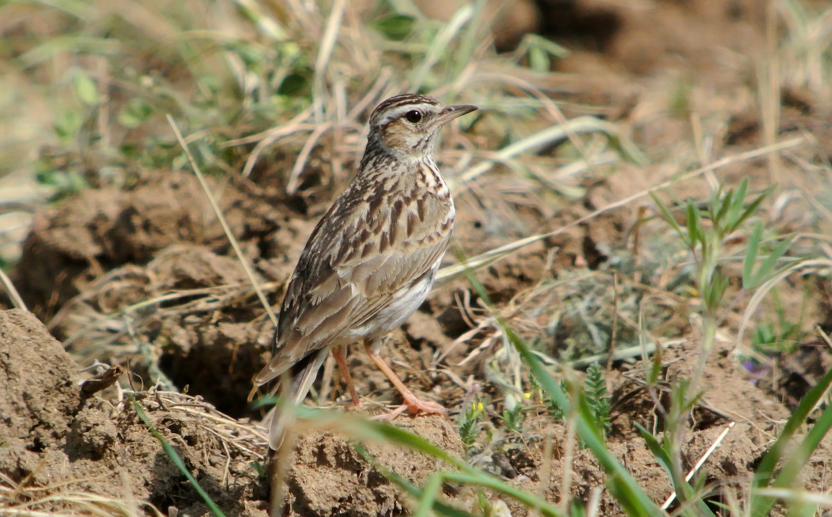 Wood Lark - ML623099909