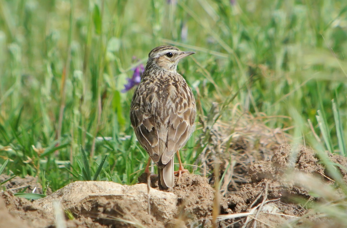 Wood Lark - ML623099910