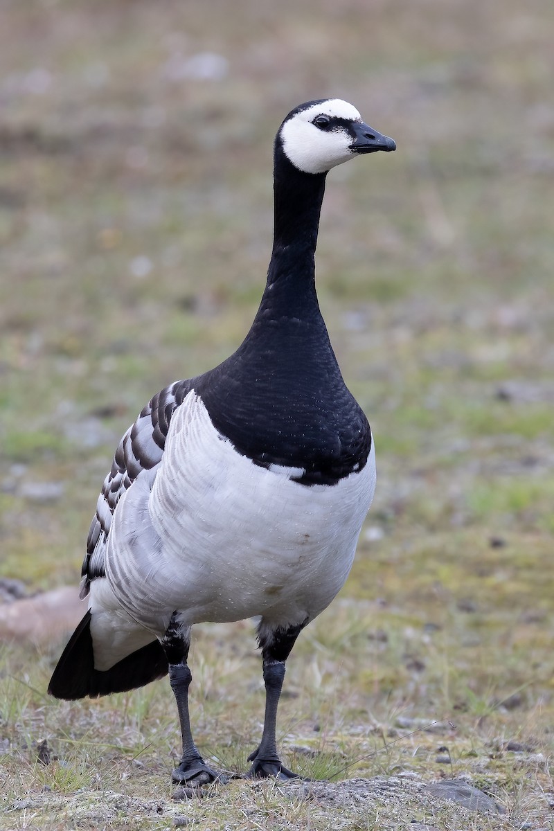 Barnacle Goose - ML623099940