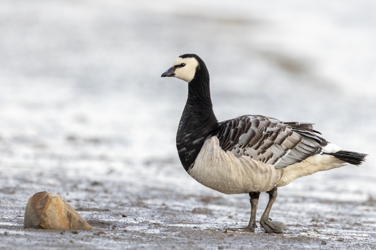 Barnacle Goose - ML623099947