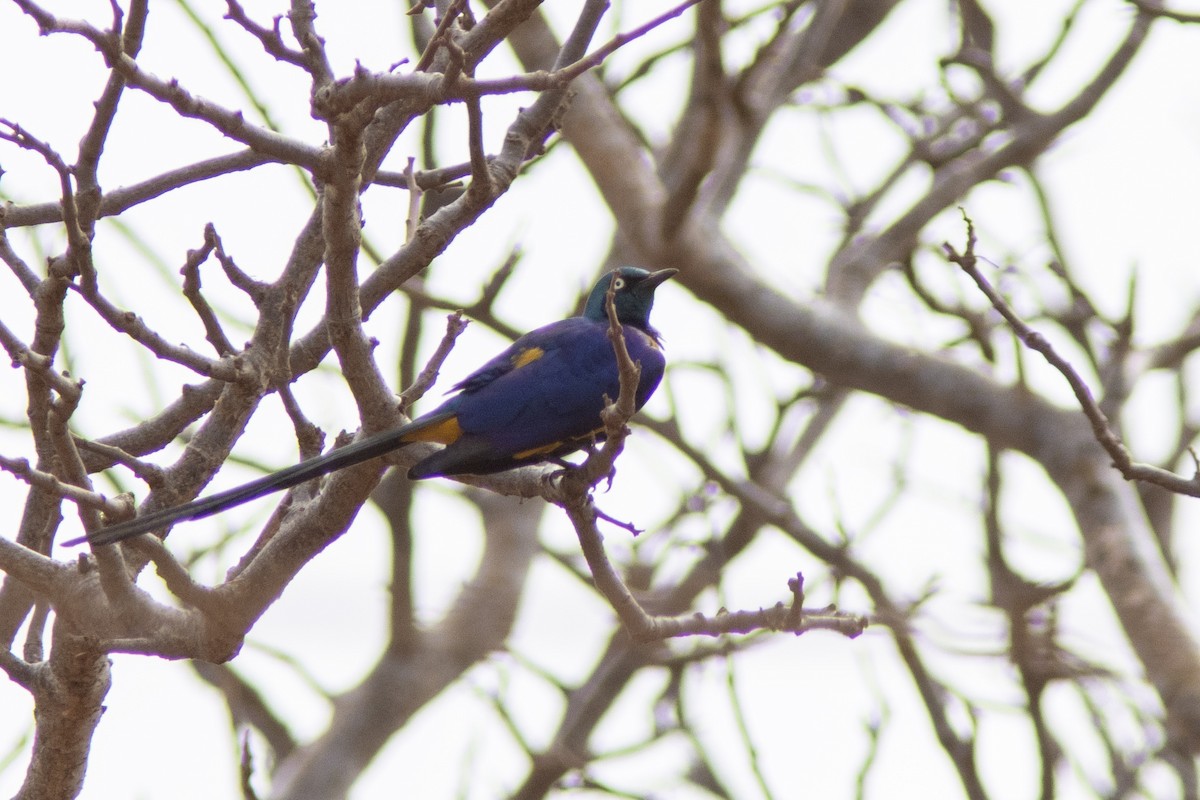 Golden-breasted Starling - ML623099949