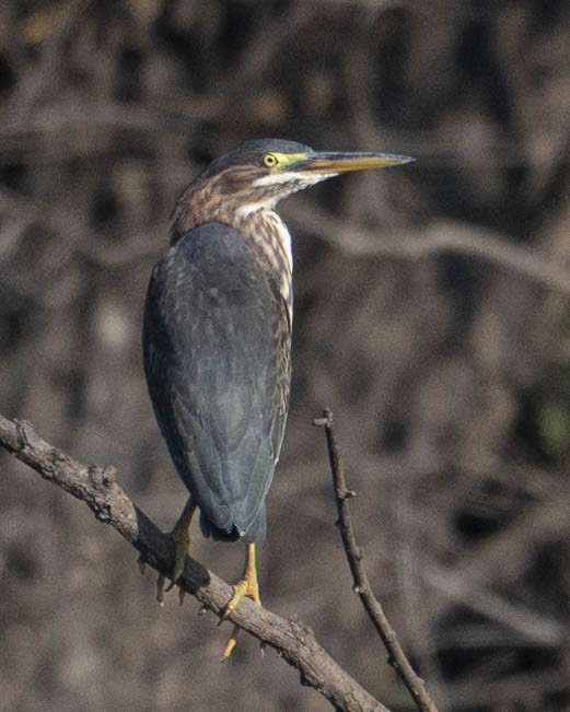 Green Heron - ML623099967
