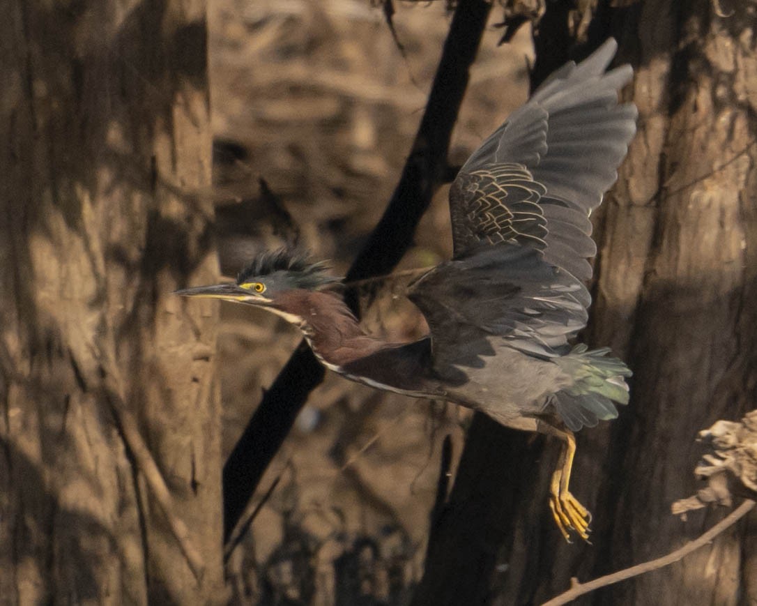Green Heron - ML623099968