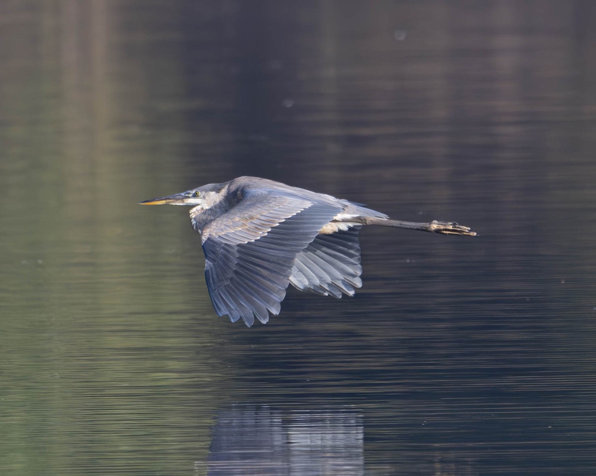 Great Blue Heron - ML623099976