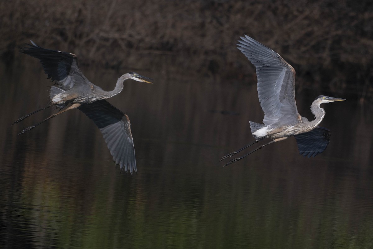 Great Blue Heron - ML623099978