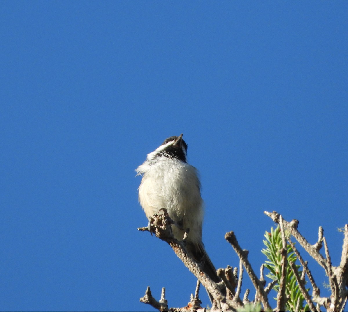 Black-capped Chickadee - ML623099984