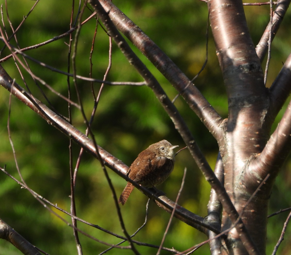 Northern House Wren - ML623099987