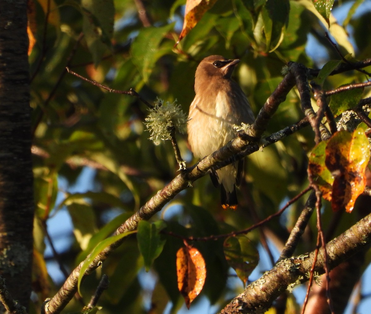 Cedar Waxwing - ML623099997
