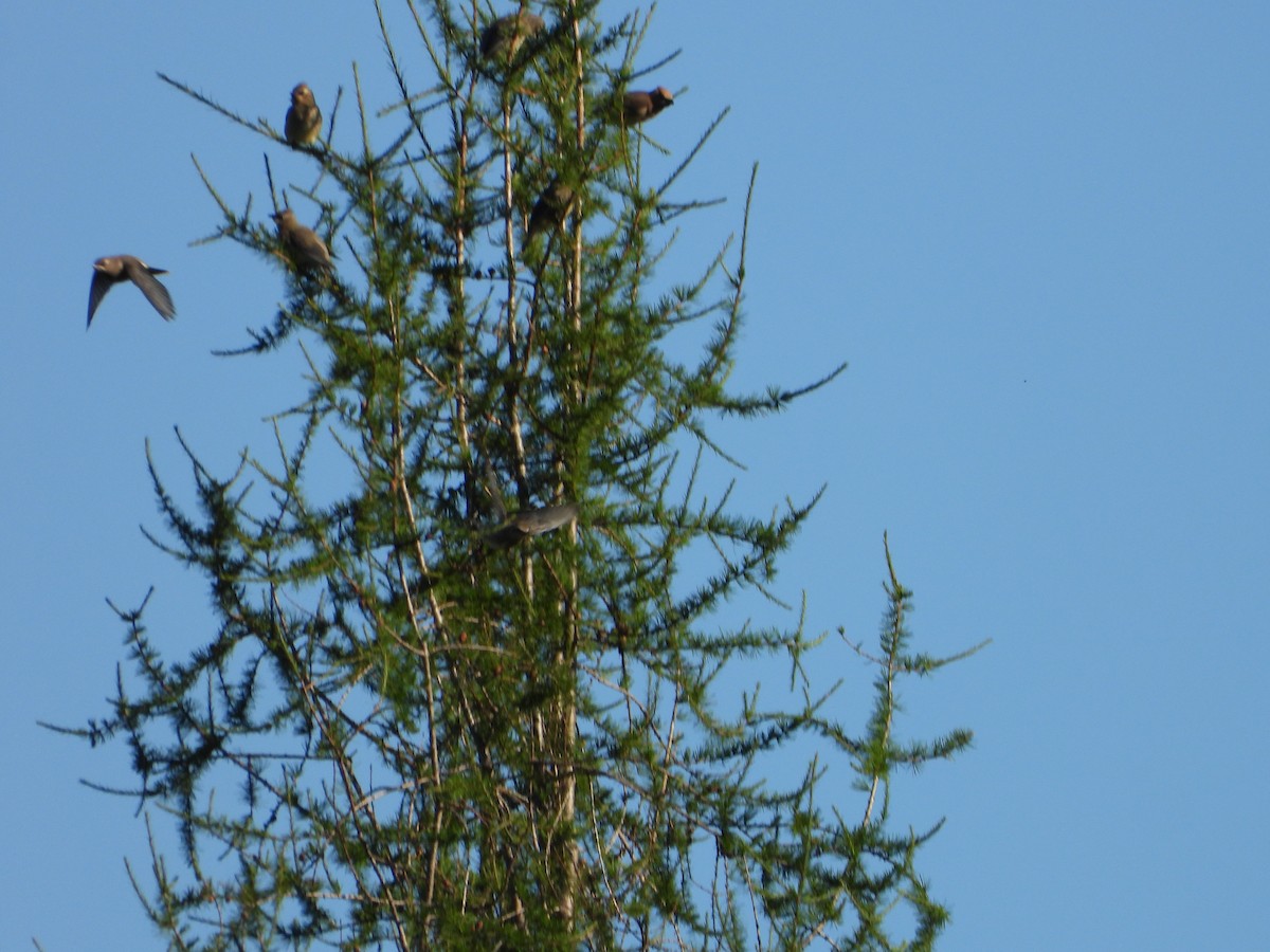 Cedar Waxwing - ML623099998
