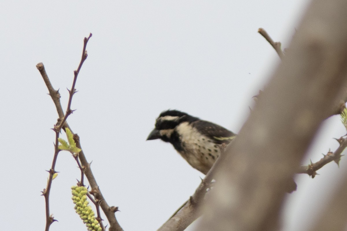 Tränenbartvogel - ML623100007