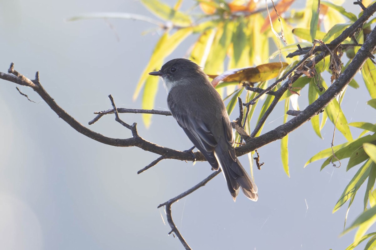 Eastern Phoebe - ML623100014
