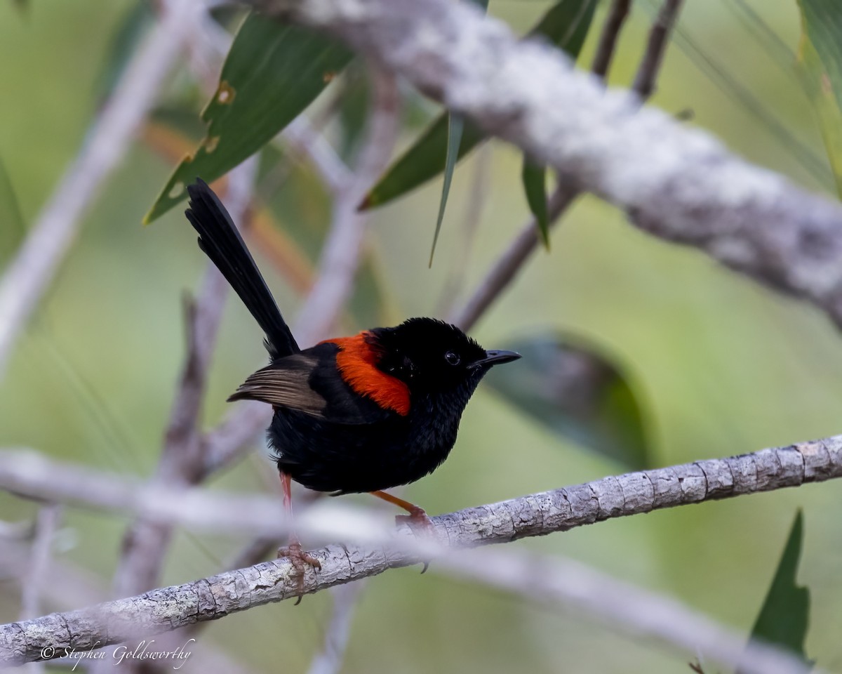 Red-backed Fairywren - ML623100064