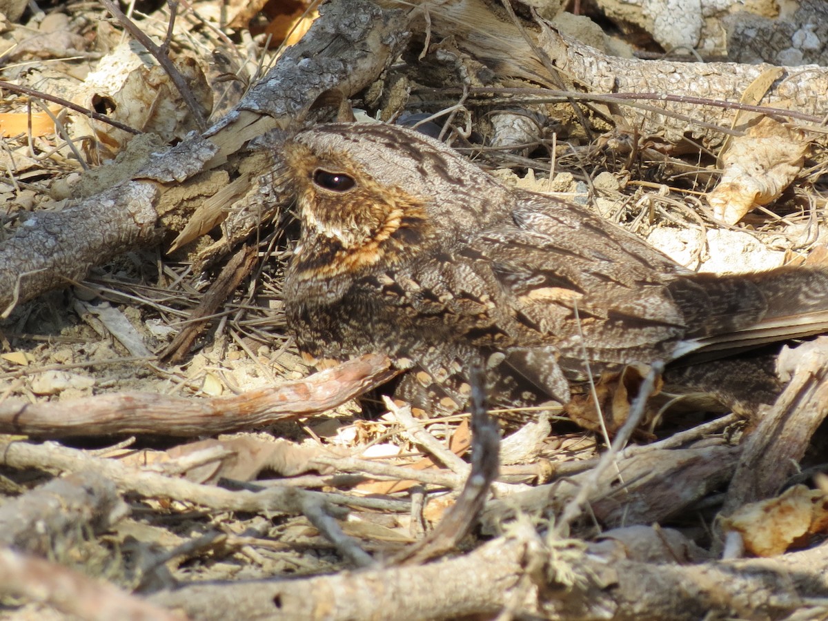 Madagascar Nightjar - ML623100065