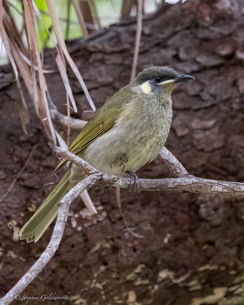 Lewin's Honeyeater - ML623100066