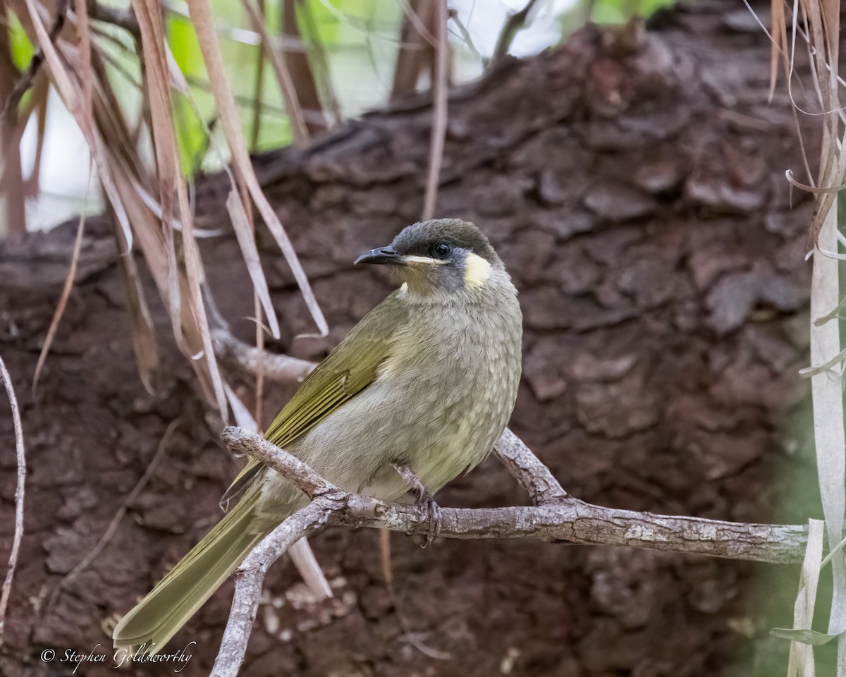 Lewin's Honeyeater - ML623100067