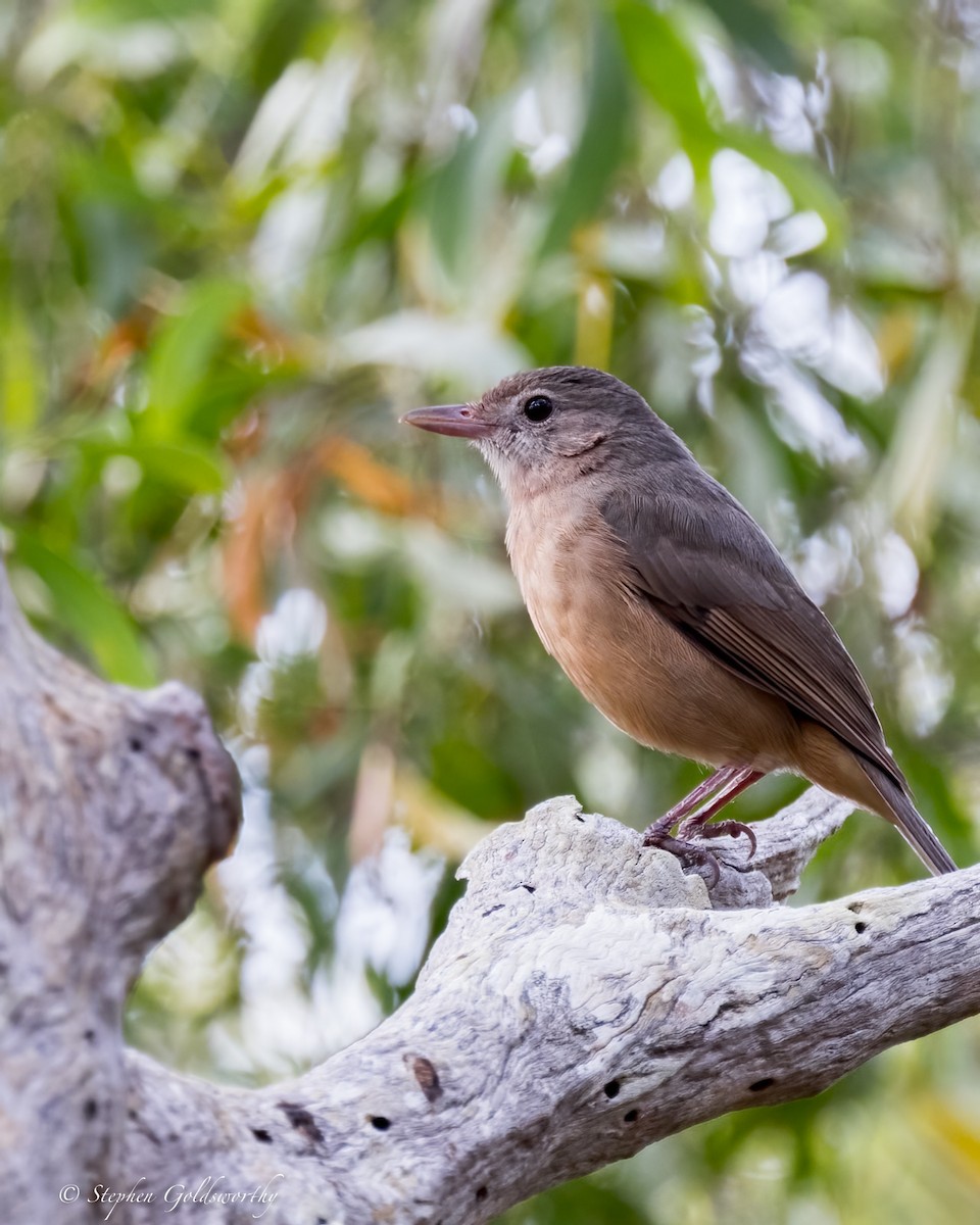 Rufous Shrikethrush - ML623100078