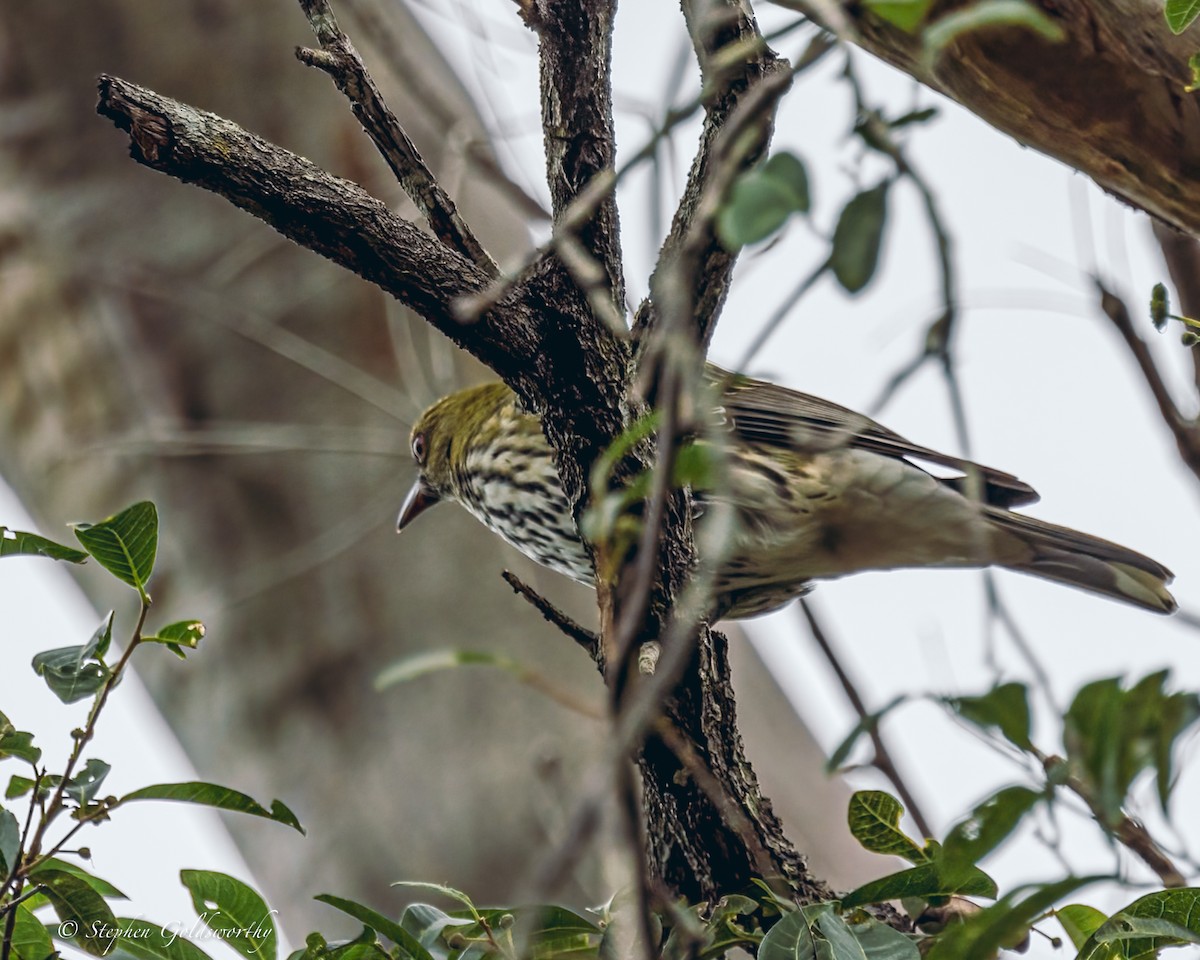 Olive-backed Oriole - ML623100088