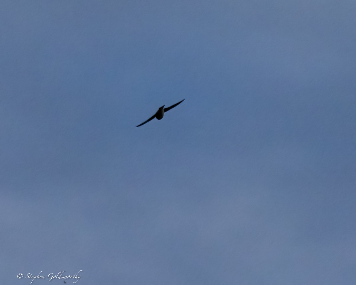 White-breasted Woodswallow - ML623100095