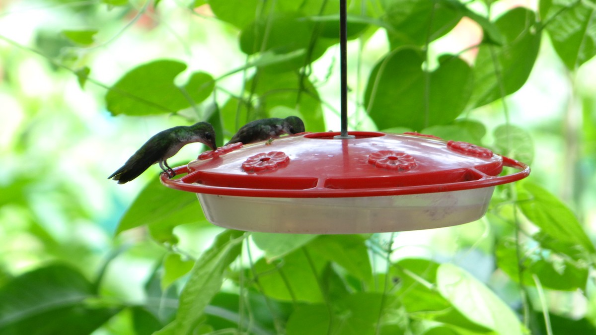 White-bellied Emerald - ML623100096