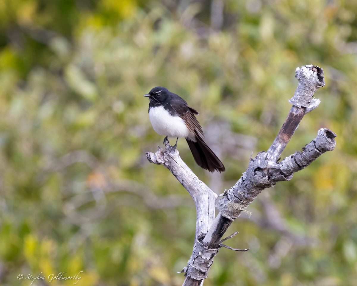 Willie-wagtail - ML623100099