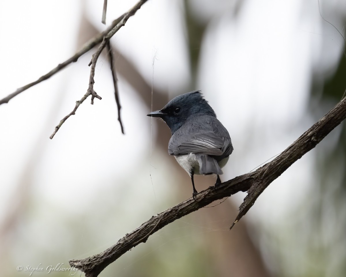 Leaden Flycatcher - ML623100124