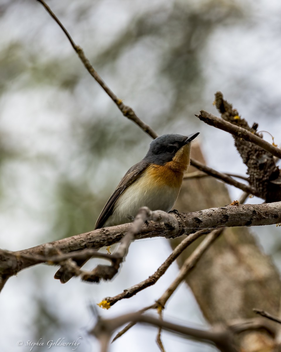 Leaden Flycatcher - ML623100125