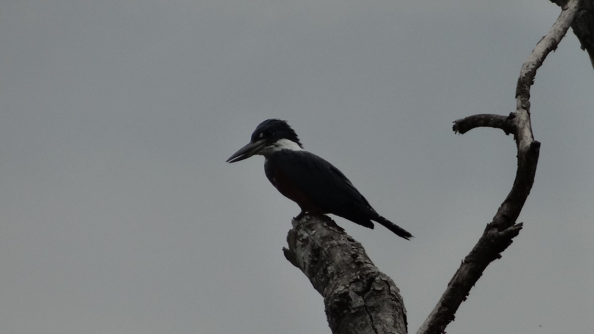 Ringed Kingfisher - ML623100170