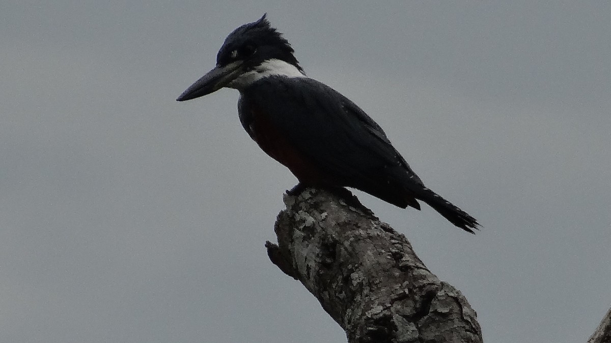 Ringed Kingfisher - ML623100171