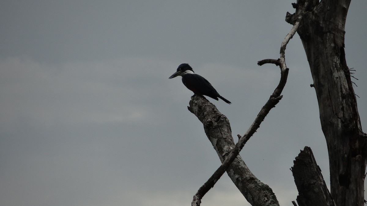 Ringed Kingfisher - ML623100172