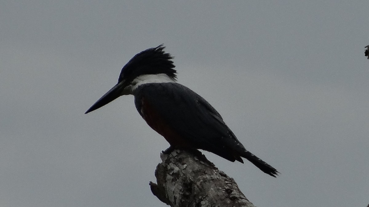 Ringed Kingfisher - ML623100173