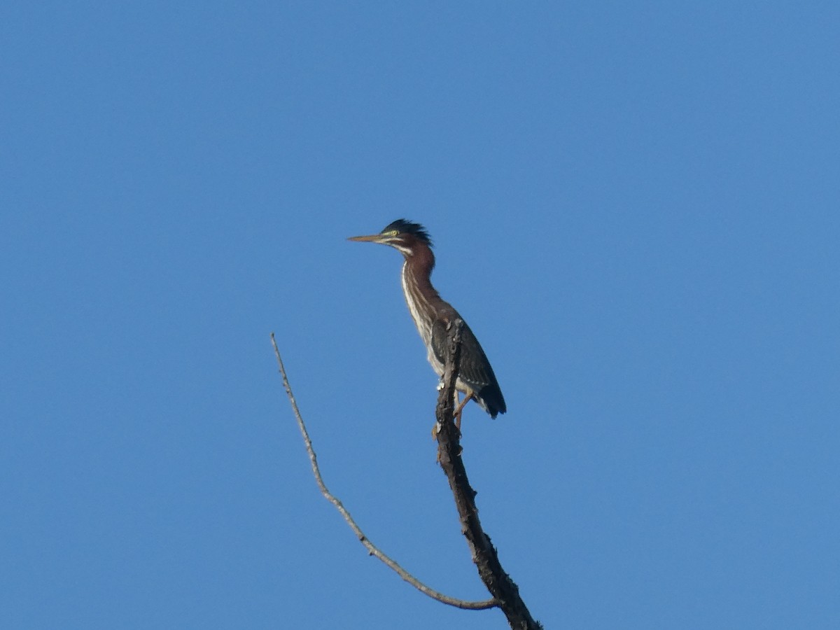 Green Heron - ML623100216