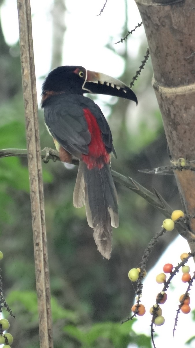 Collared Aracari - ML623100219