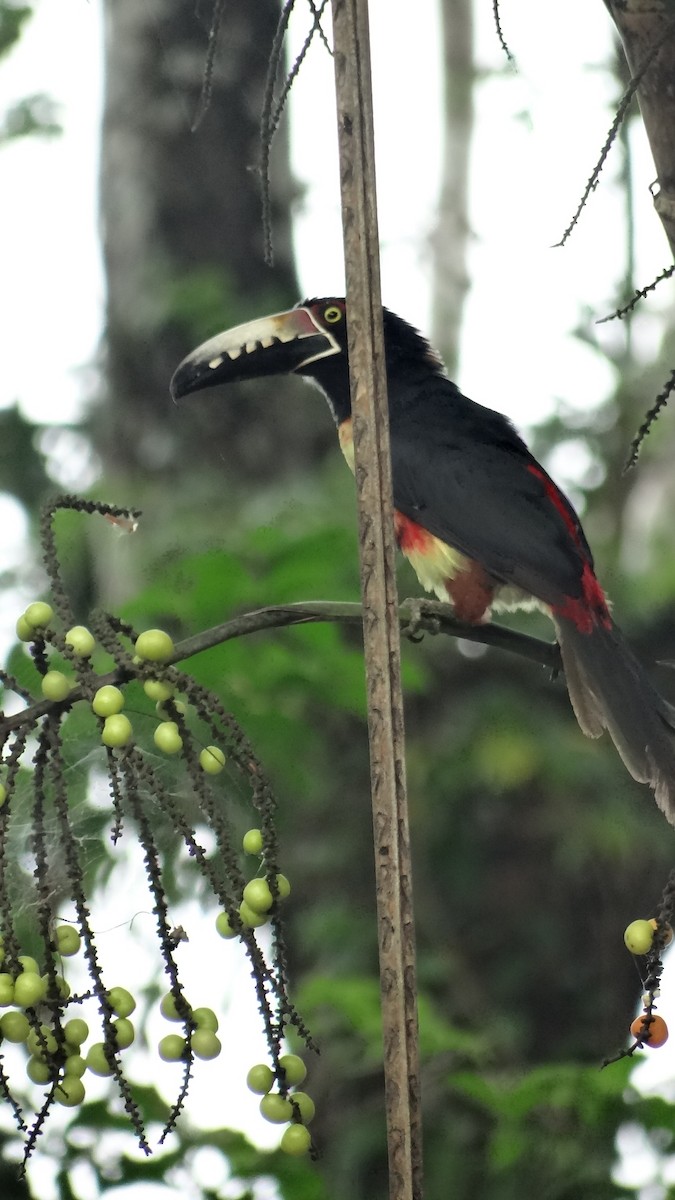 Collared Aracari - Miguel Angel Benedicto