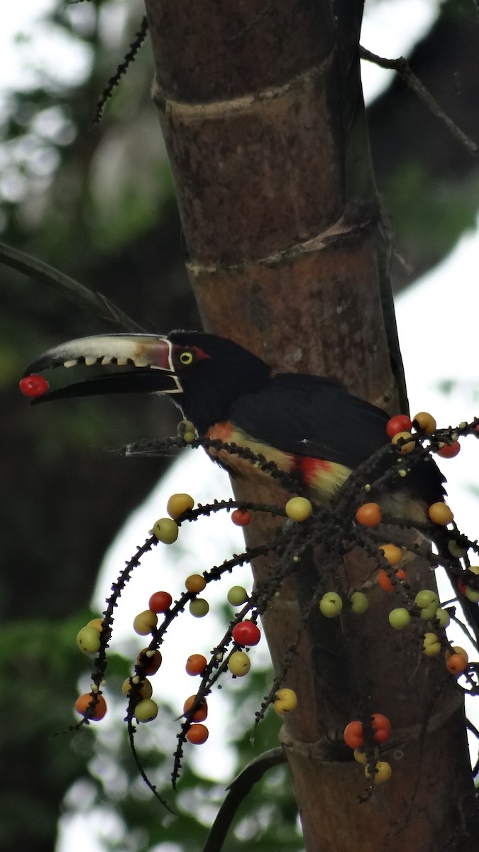 Collared Aracari - ML623100221