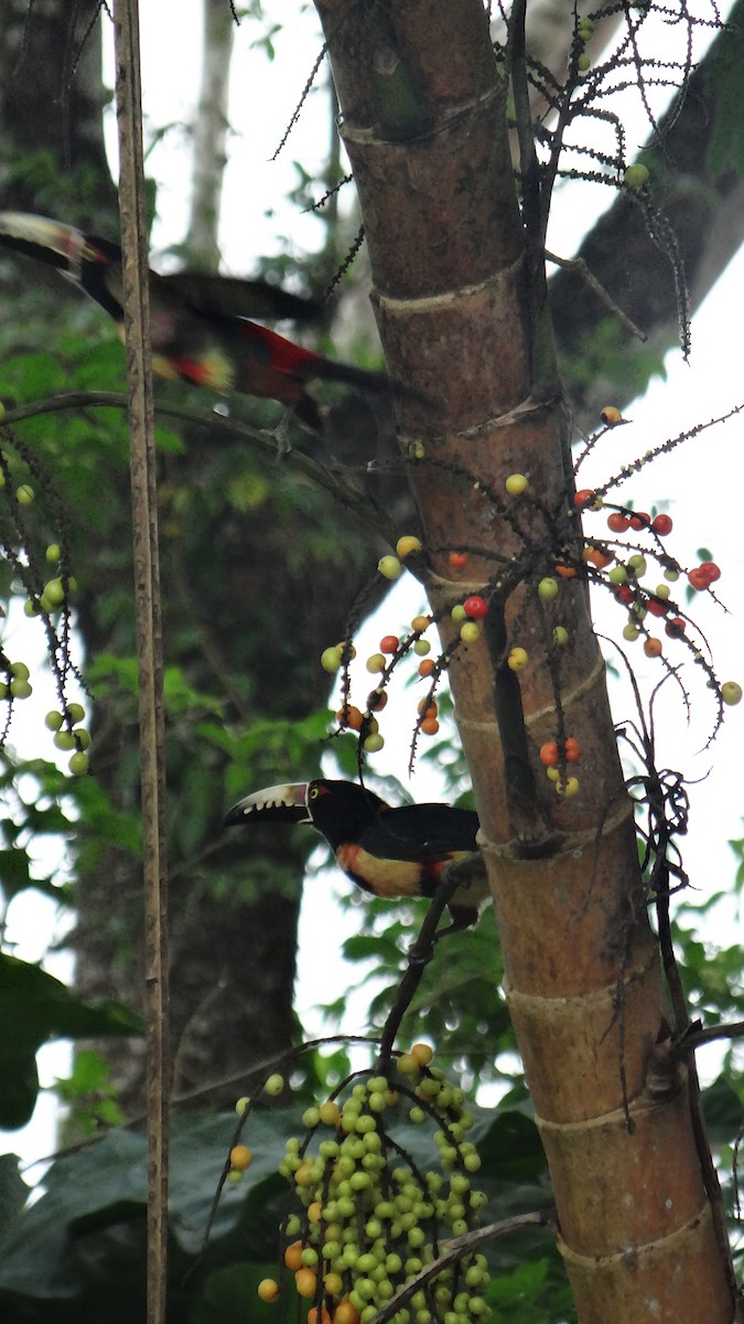 Collared Aracari - ML623100222