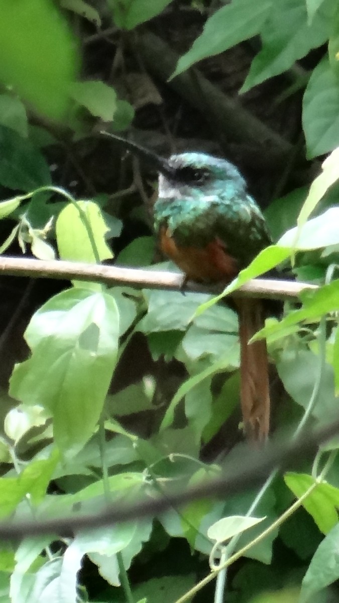 Rufous-tailed Jacamar - ML623100227